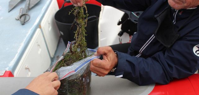 Una bolsa de tres kilos repleta de restos de la invasora / Foto: O. Corominas - EA
