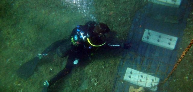 Un buzo finaliza la instalación de un sistema de fijación contra 'Caulerpa cylindracea' en el fondo marino de Cala Sa Sabolla en Cap de Creus, Gerona (Cataluña), después de su extracción / Foto: Jose Mercado - Promar - EA