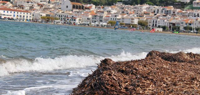 Restos de posidonia en descomposición frente a la costa del Port de la Selva en Cap de Creus, Gerona (Cataluña) / Foto: O. Corominas - EA