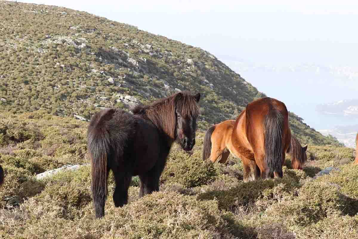 Los caballos salvajes de Galicia están amenazados de desaparición / Foto: Laura Lagos