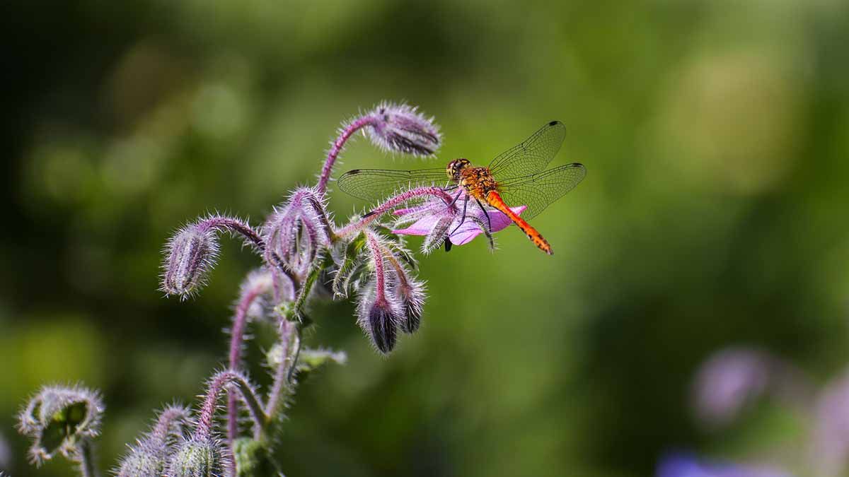 16 % de las especies de libélulas conocidas están en peligro de extinción / Foto: Pixabay