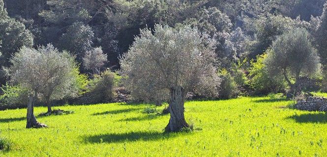 Olivar con cubierta herbácea / Foto: Pixabay