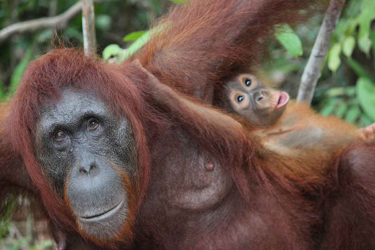Madre orangután con su cría / Foto: Pixabay