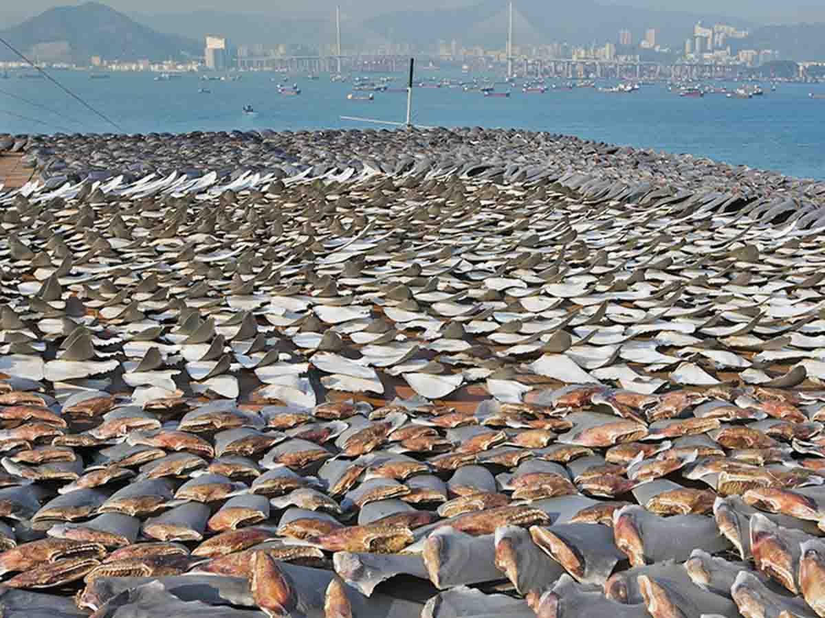 Cientos de aletas de tiburón / Foto: Paul Hilton - Stop Finning