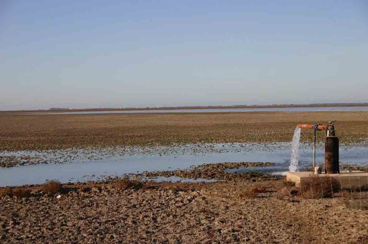 Ecologistas piden la suspensión de la caza de aves acuáticas en Doñana / Foto: SEO/BirdLife - EP