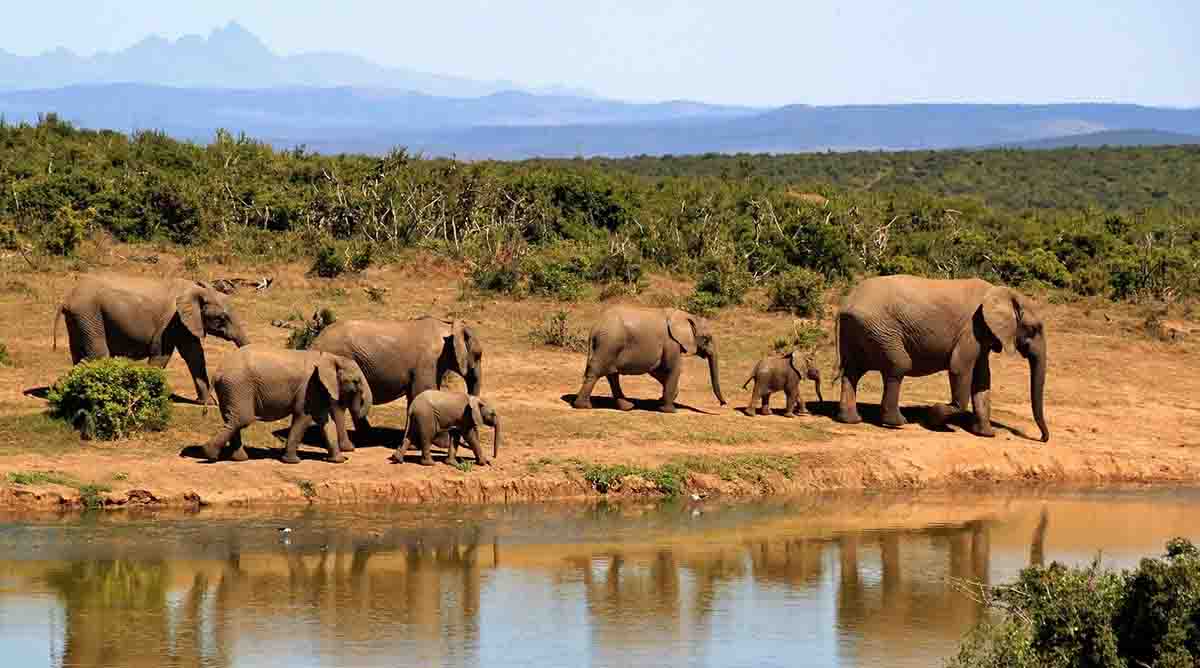 Un grupo de elefantes salvajes camina junto a un río / Foto: Pixabay