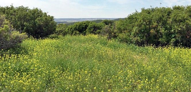 El nitrógeno atmosférico puede afectar a las especies autóctonas / Foto: MNCN