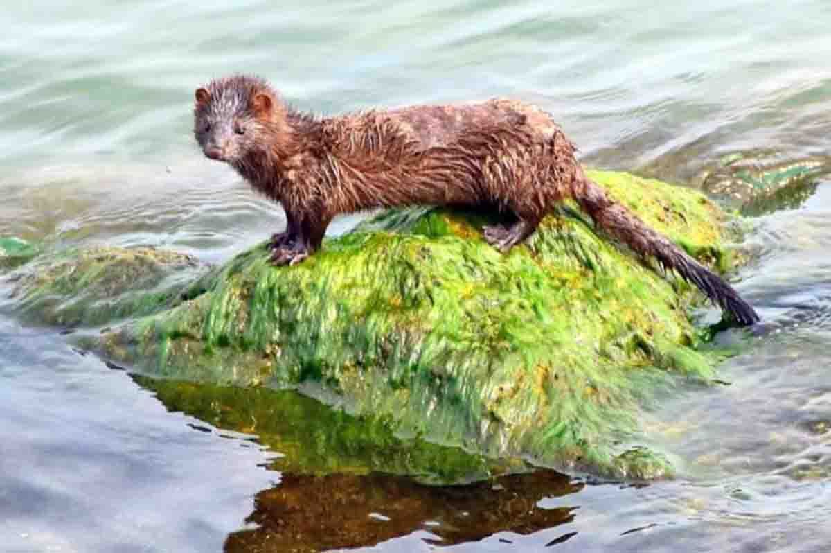 Ejemplar de visón americano en una ría. Actuaciones en biodiversidad / Foto: EP