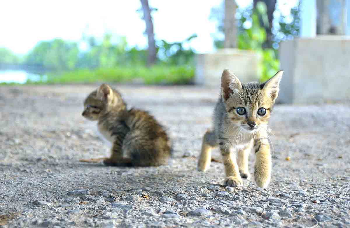 En España se abandonan tres animales cada cinco minutos / Foto: Pixabay