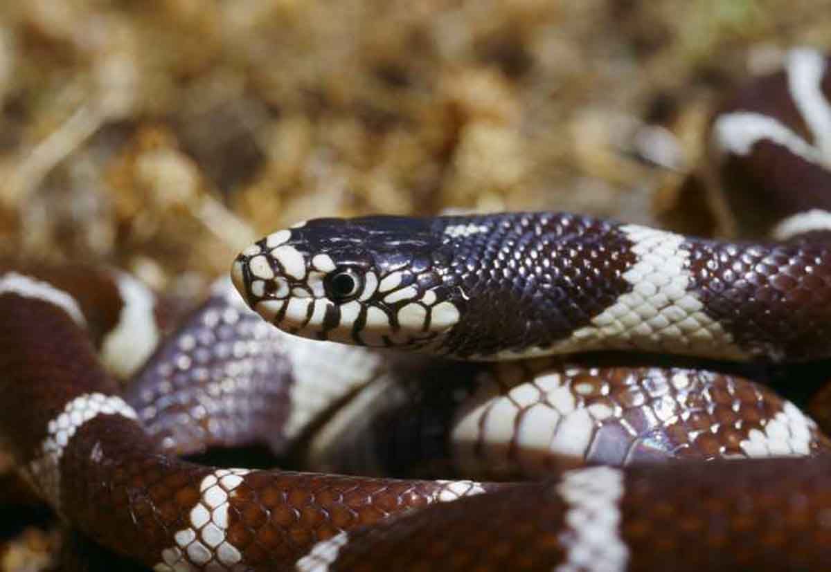 Culebra real de California ('Lampropeltis californiae') / Foto: Pixabay