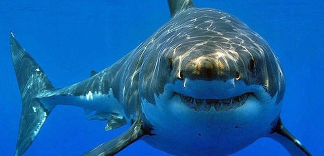 Ejemplar de 'Carcharodon carcharias' / Foto: SINC - Hermanus Backpackers