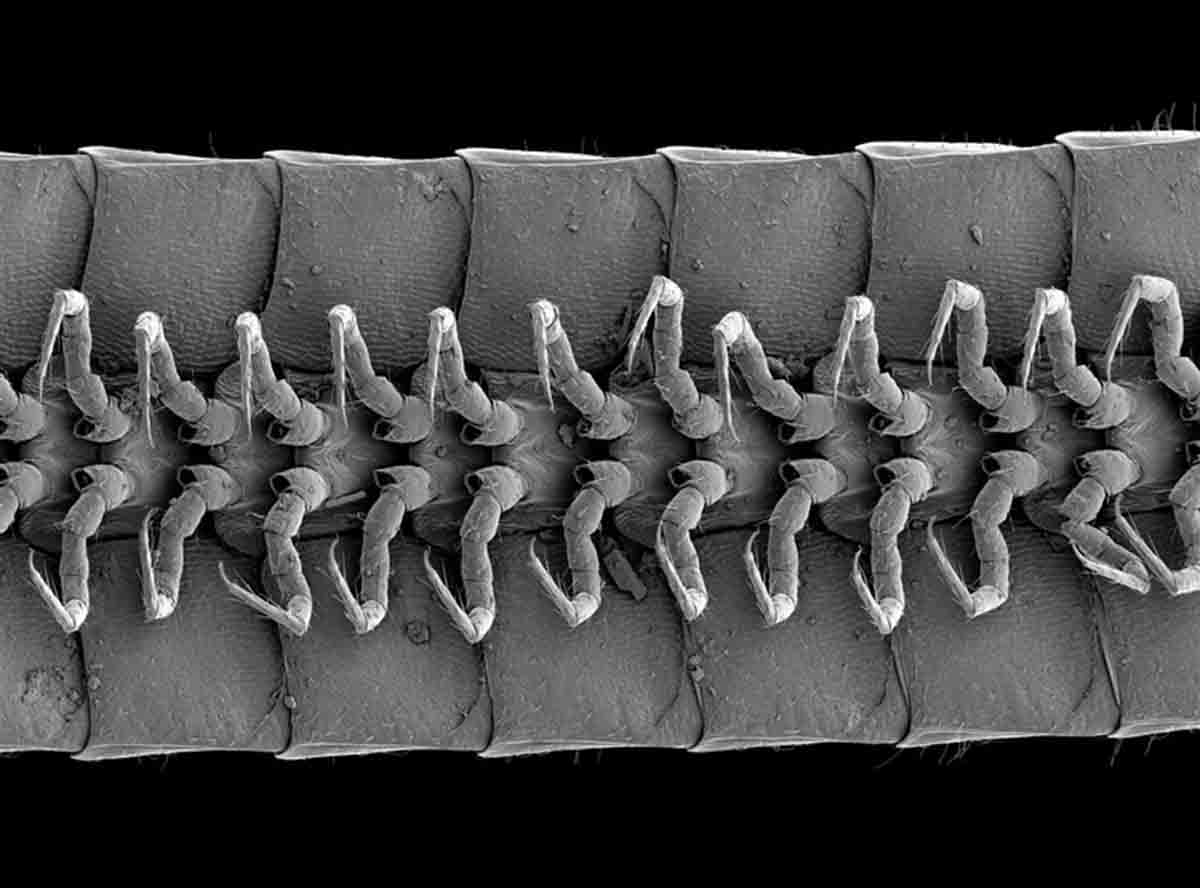 Vista al microscopio de la cabeza de uno de los individuos de la nueva especie / Foto: Paul E. Marek Vista al microscopio de la cabeza de uno de los individuos de la nueva especie / Foto: Paul E. Marek
