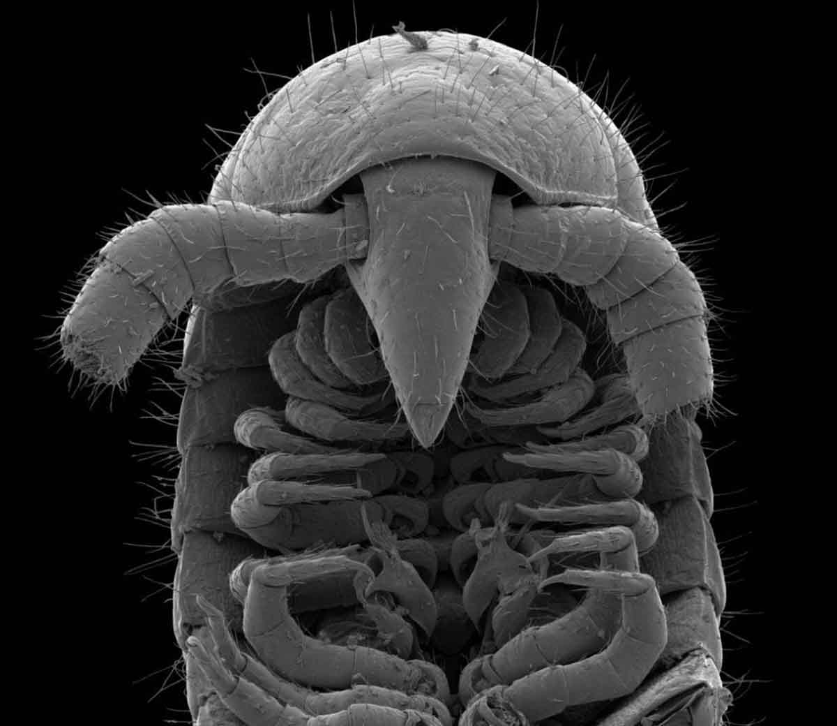 La cabeza de uno de los ejemplares de la nueva especie vista desde un microscopio / Foto: Paul E. Marek La cabeza de uno de los ejemplares de la nueva especie vista desde un microscopio / Foto: Paul E. Marek