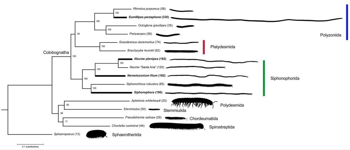Estimación filogenómica de la historia evolutiva de los milpiés / Paul E. Marek