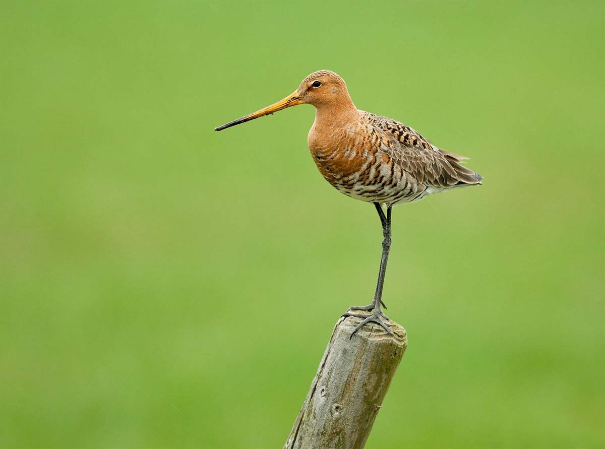 Ejemplar de aguja colinegra. Más de la mitad de las especies de aves en España presentan problemas de conservación / Foto: Rob Christiaans - EP