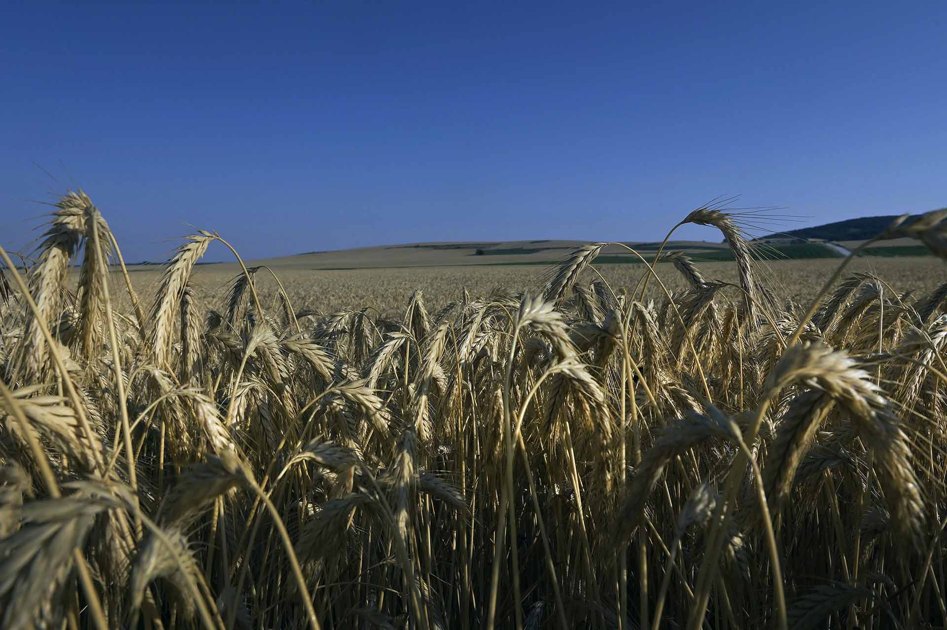 Paisaje que rodea la sierra burgalesa / Foto: Alfons Rodríguez