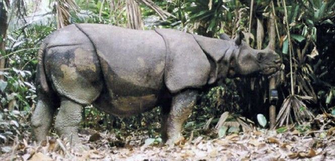 Ejemplar de Rhinoceros sondaicus/ Foto: WWF-Indonesia