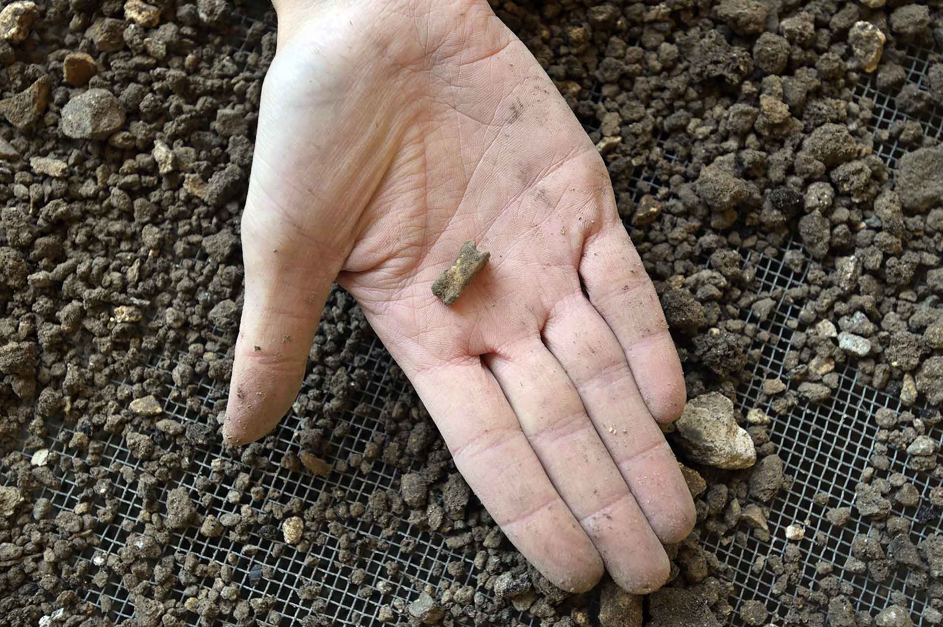 Los fósiles de micromamíferos / Foto: Alfons Rodríguez