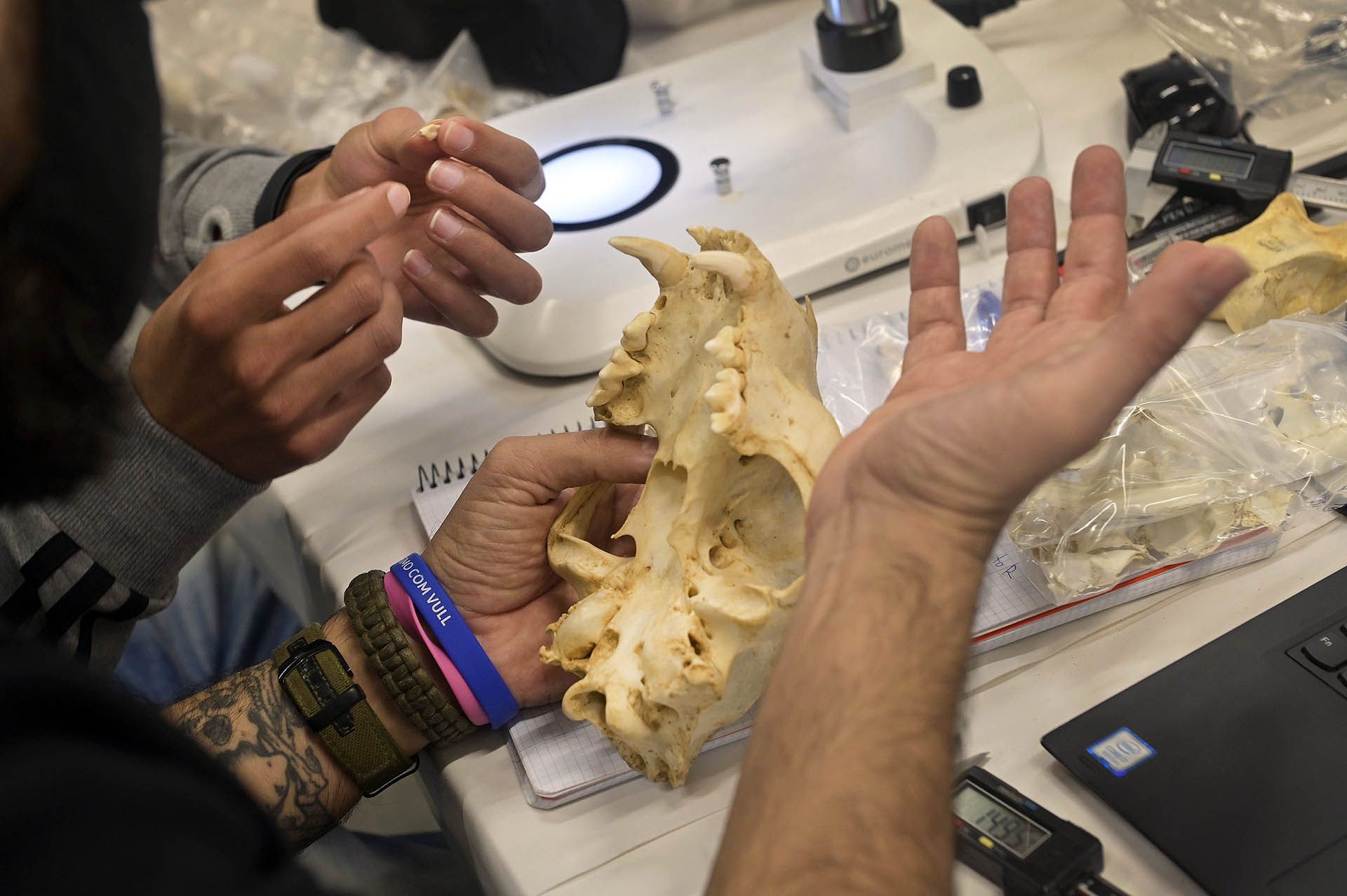 Estudio del cráneo de un oso, uno de los animales más frecuentemente desenterrados en Atapuerca / Foto: Alfons Rodríguez
