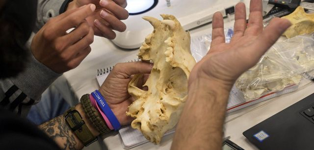 Estudio del cráneo de un oso, uno de los animales más frecuentemente desenterrados en Atapuerca / Foto: Alfons Rodríguez