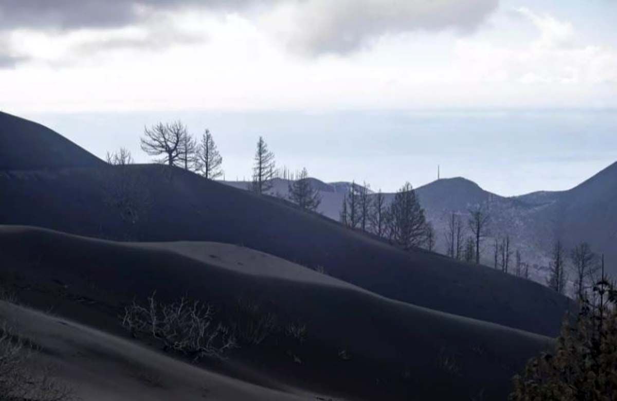 Árboles cubiertos por ceniza expulsada por el volcán de Cumbre Vieja, a 17 de diciembre de 2021, en La Palma, Canarias (España) / Foto: EP