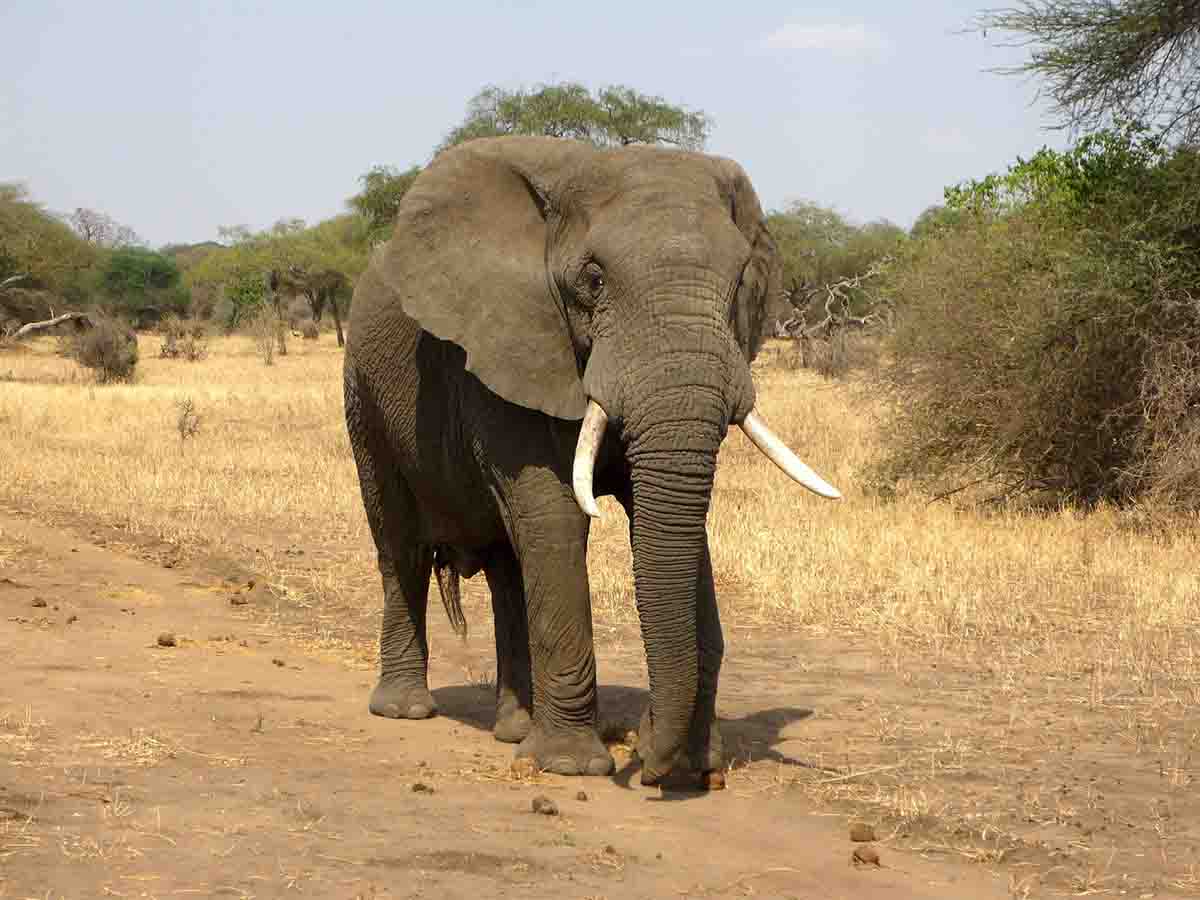 La caza de elefantes macho viejos / Foto: Pixabay
