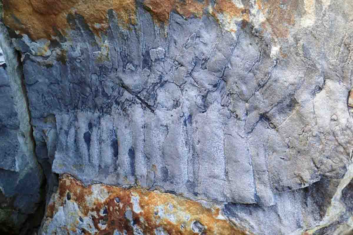 Sección fosilizada del milpiés gigante Arthropleura, encontrado en una roca de arenisca en el norte de Inglaterra / Foto: Neil Davies