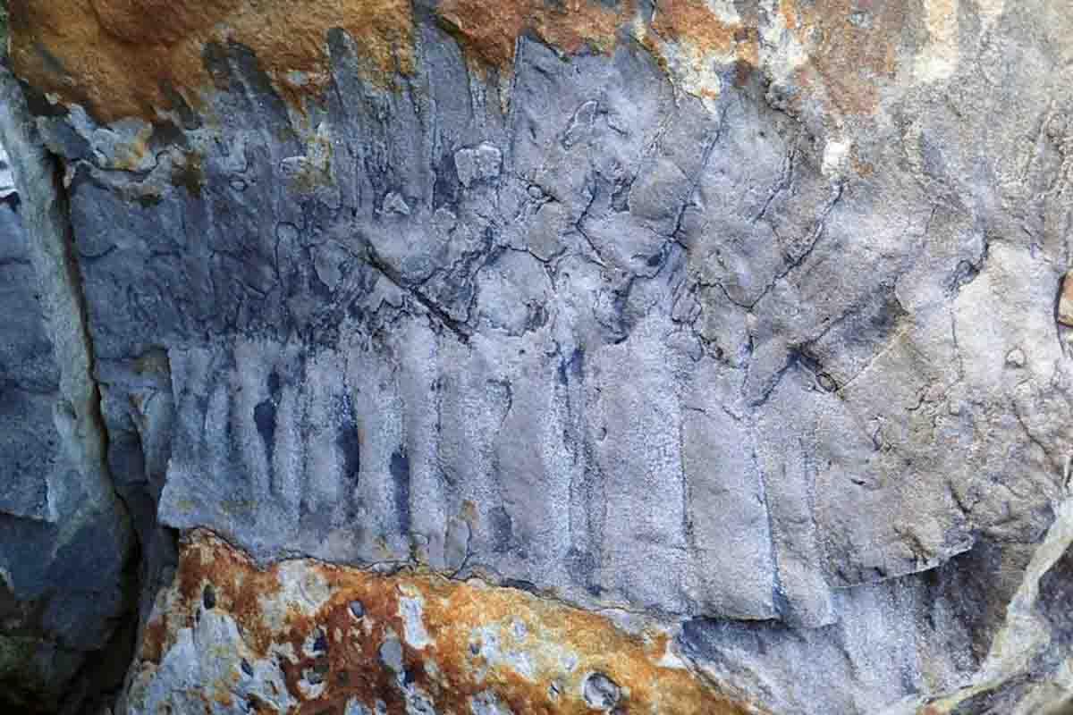 Sección fosilizada del milpiés gigante Arthropleura, encontrado en una roca de arenisca en el norte de Inglaterra / Foto: Neil Davies Sección fosilizada del milpiés gigante Arthropleura, encontrado en una roca de arenisca en el norte de Inglaterra / Foto: Neil Davies