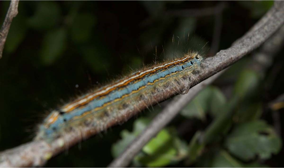 'Malacosoma neustria' sobre una encina / Foto: Juan Antonio Hernández Agüero - SINC