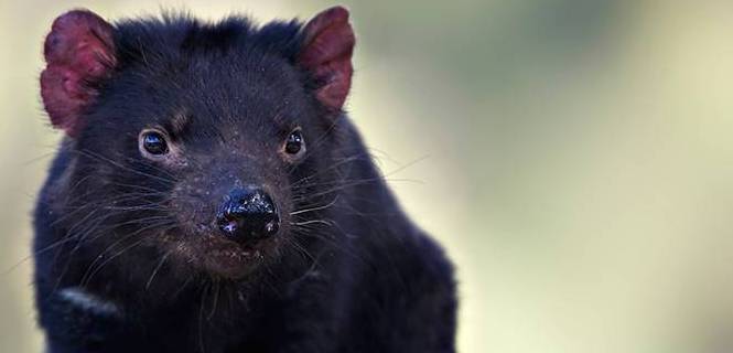 Demonio de Tasmania sano en cautividad / Foto: Iain D Williams