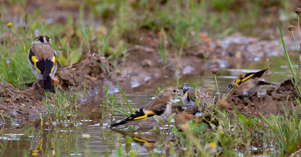 Ejemplares de jilgueros. Aves fringílidas o aves cantoras / Foto: Pixabay