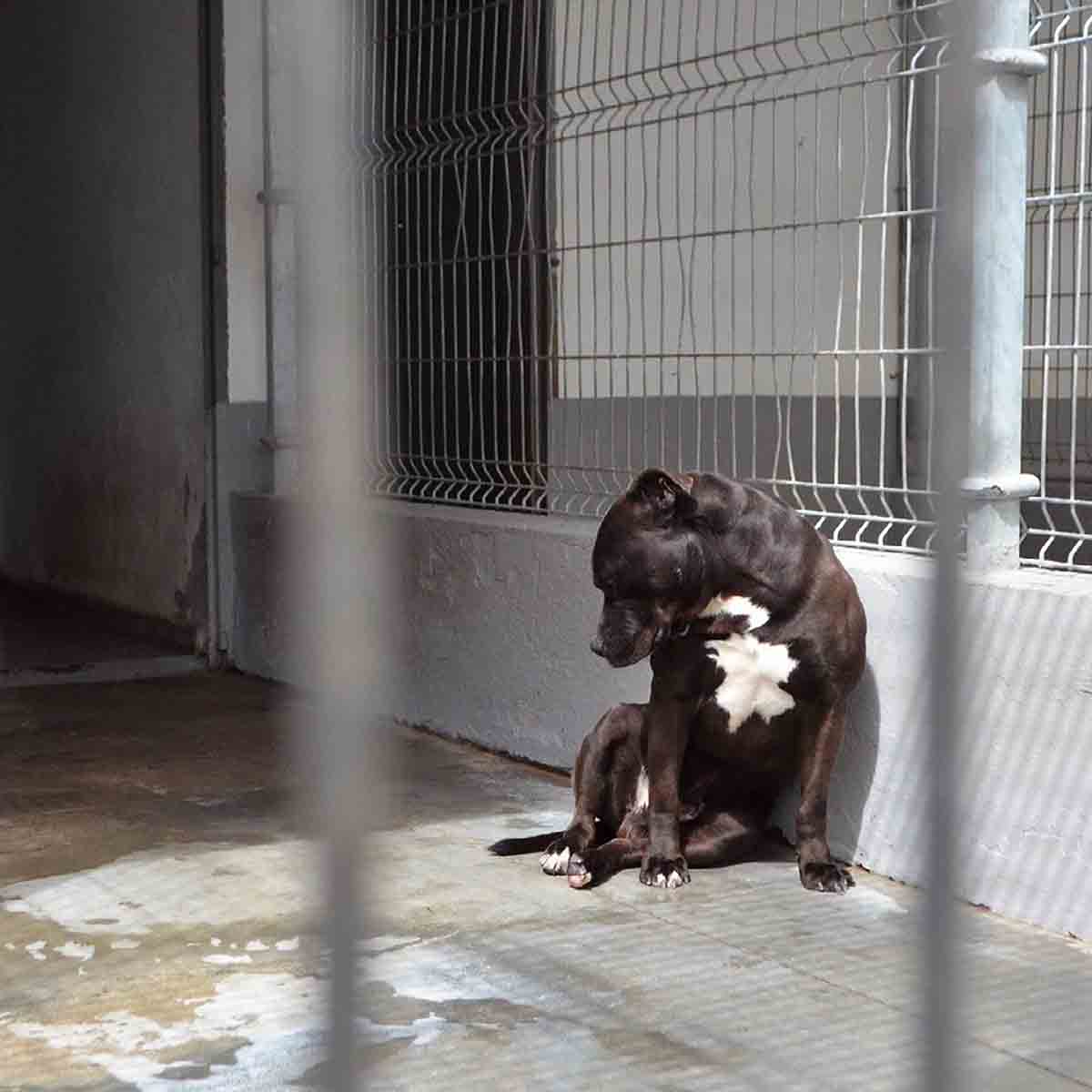 Un perro en un centro canino. 200 asociaciones lanzan la 'Unión por los animales' / Foto: EP