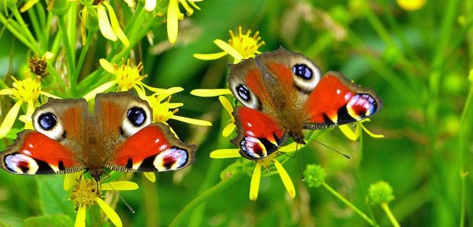 Algunos insectos voladores utilizan colores como estrategia de defensa / Foto: Pixabay