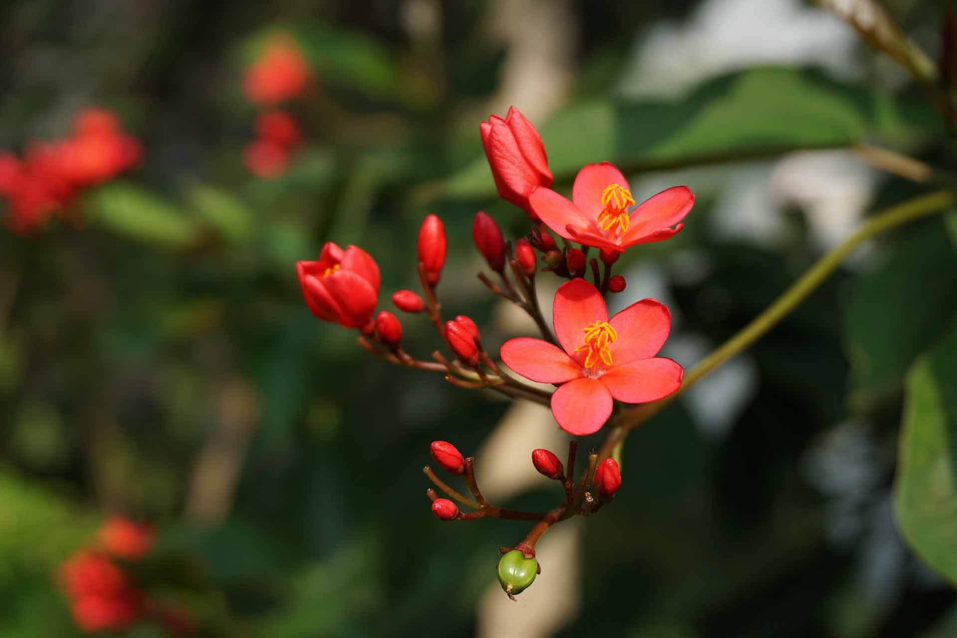 Flores de un ejemplar de planta de begonia / Kikky Xiong - Pixabay