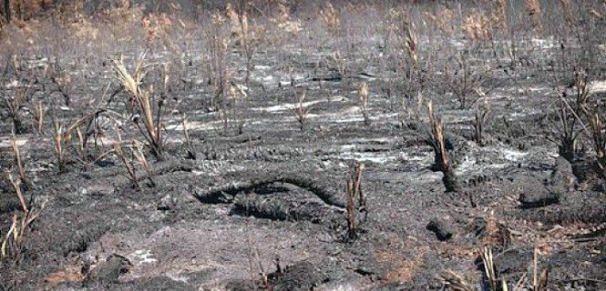 Área forestal convertida en cenizas por las llamas / Foto: Anjajost1