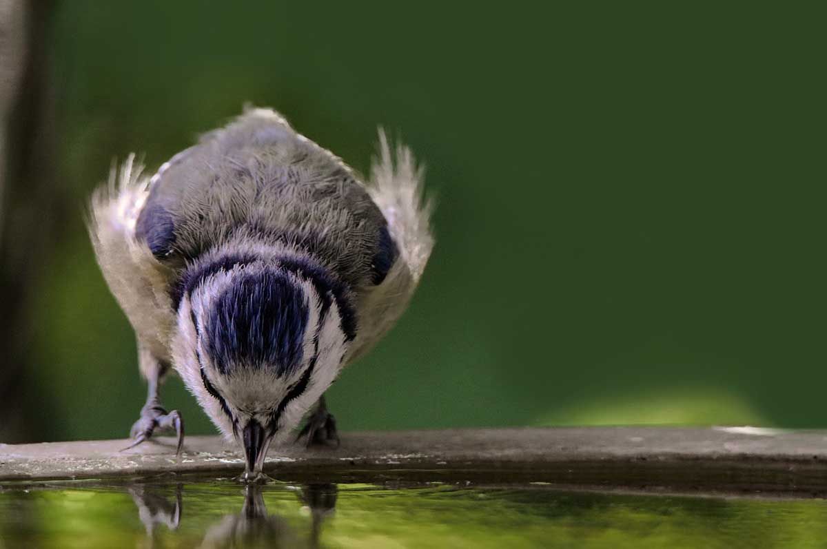 Un ave bebe agua, un recurso natural finito / Foto: Pixabay