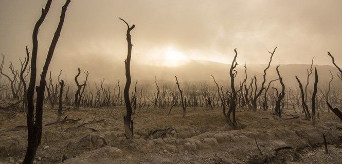 Vegetación muerta en tierras áridas / Foto: Unsplash
