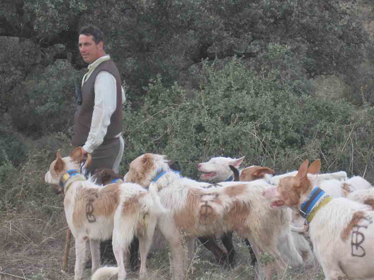 Una rehala de podencos, uno de los tipos de perros de caza / Foto: EP