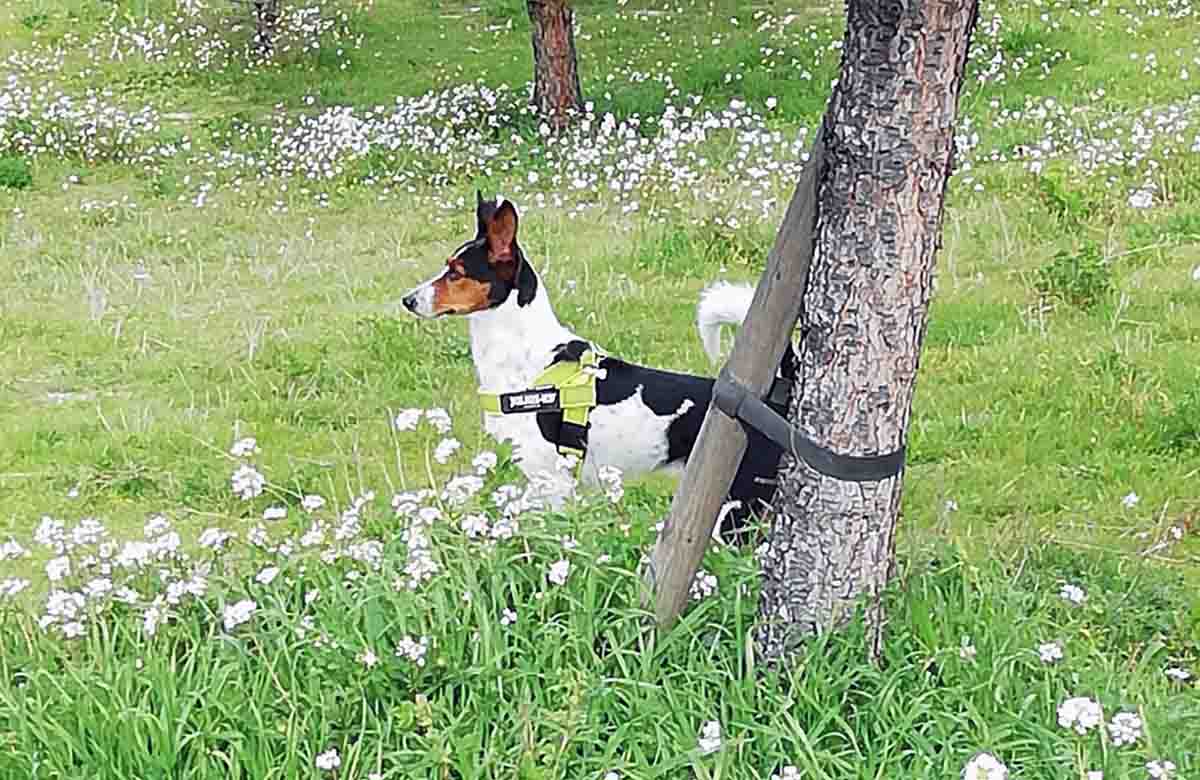 Un animal de compañía en el campo. Los animales pasan a considerarse seres "sintientes" / Foto: EP