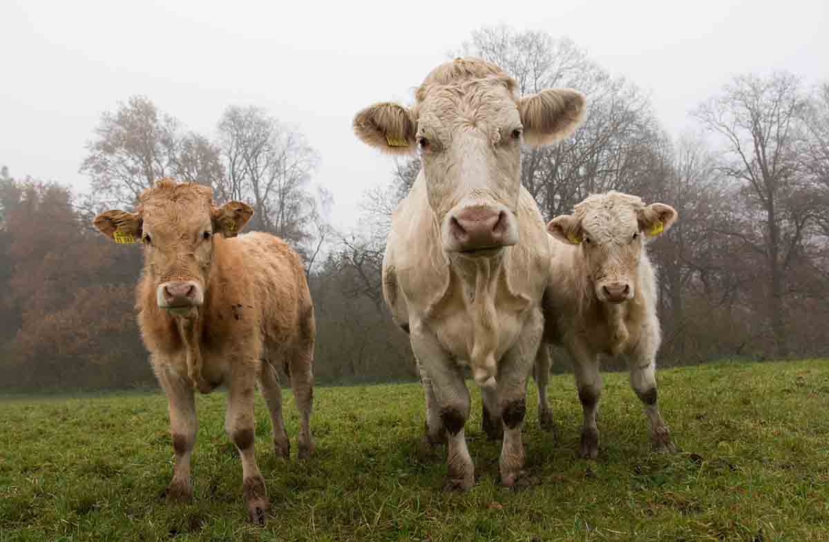 España debe seguir apostando por la ganadería sostenible / Foto: Pixabay