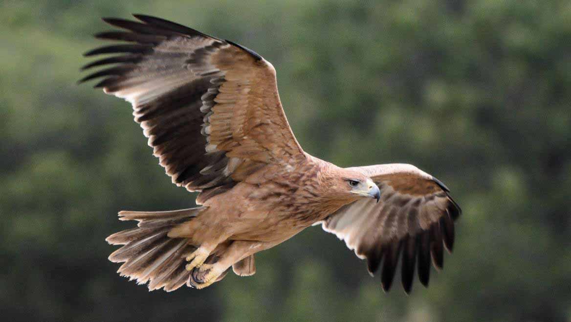 Águila imperial ha aumentado notablemente en los últimos años su población reproductora / Foto: Ecologistas en Acción