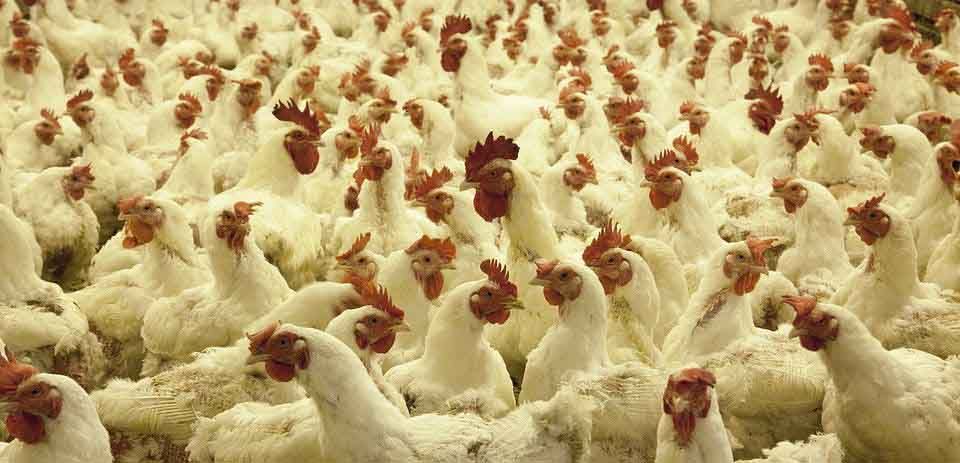 Ejemplares de gallinas y gallos densamente concentrados que facilitan los brotes de gripe aviar