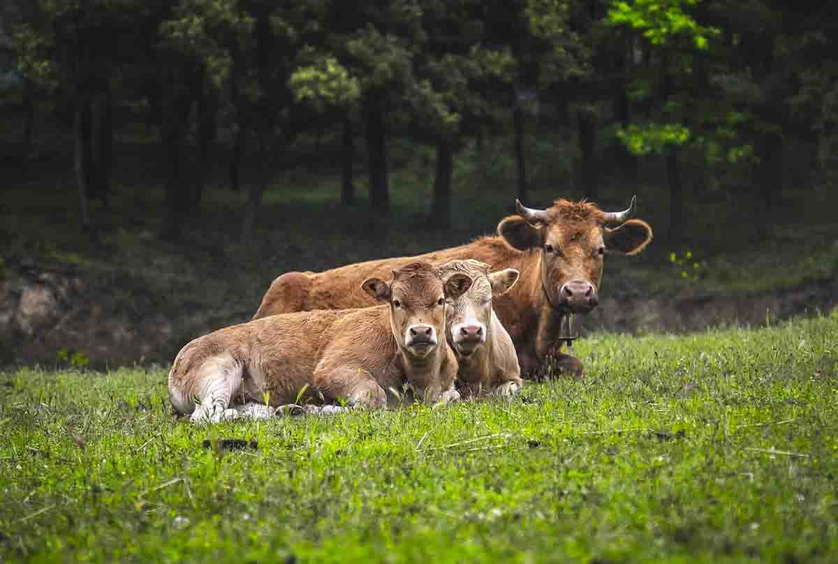 El Gobierno apuesta por la ganadería extensiva / Foto: Pixabay