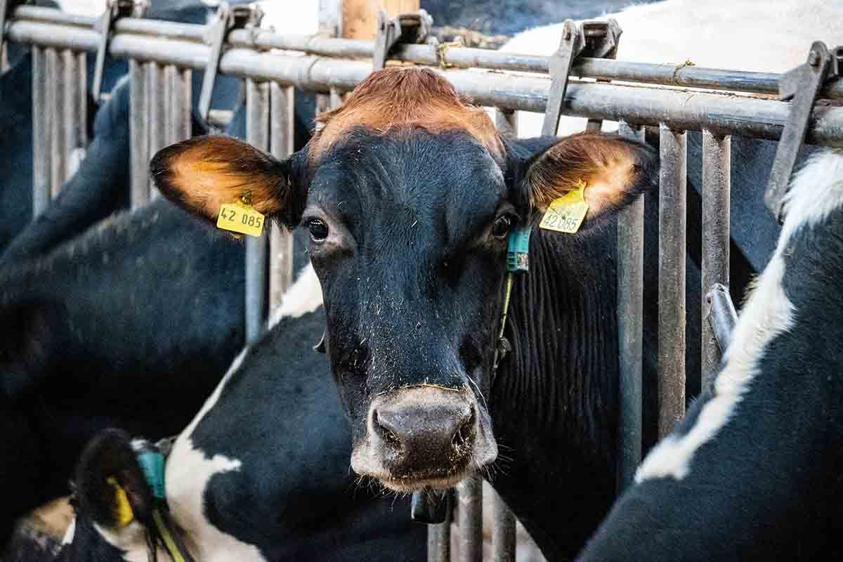 Un ejemplar de vaca lechera en un patio de una granja. Producción ganadera / Foto: Pixabay