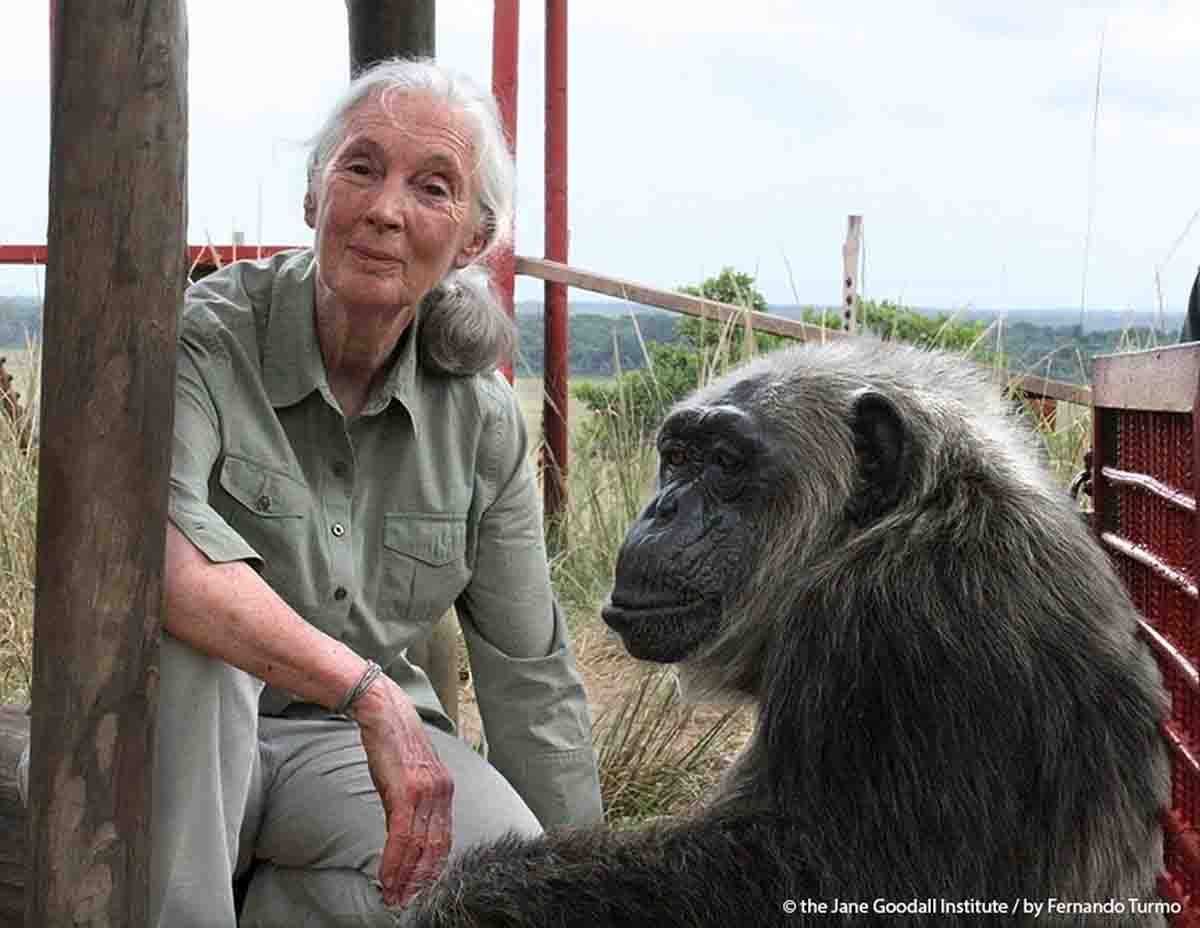 La primatóloga Jane Goodall / Foto: EP
