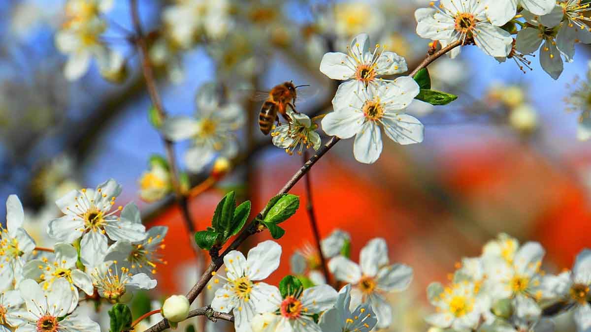 Ejemplar de una de las muchas variedades de abejas melíferas / Foto: Pixabay