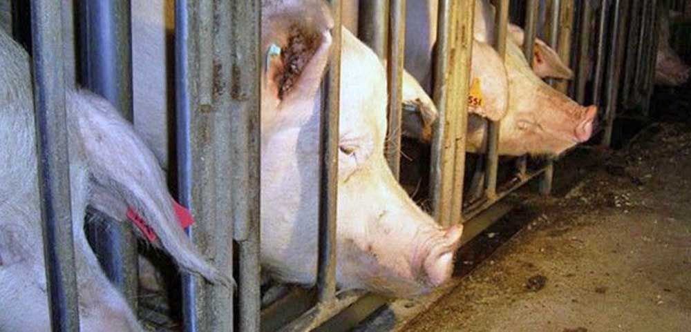 Cerdos hacinados en una granja industrial. La amenaza de las 'megagranjas' / Foto: Farms Not Factories