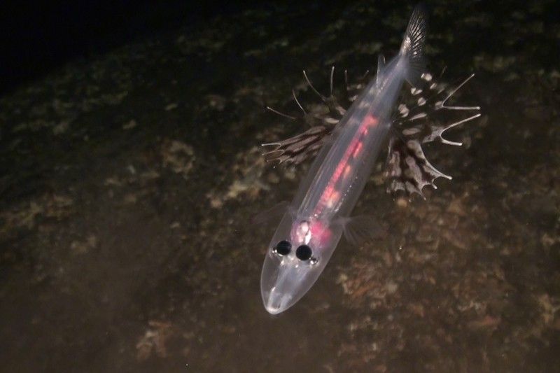 Pez transparente (Dolichopteryx longipes). Punta de las Cañas, El Hierro, islas Canarias, España. Septiembre 2014 / Foto: Oceana