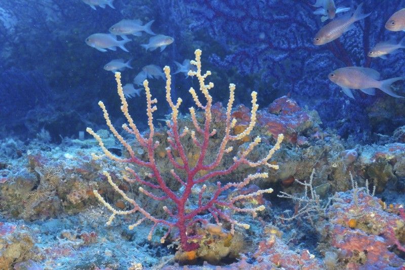 Comunidad de coralígeno con gorgonias (Paramuricea clavata) y grupo de peces de tres colas (Anthias anthias). Cabrera, islas Baleares, España. Agosto 2014 / Foto: Oceana