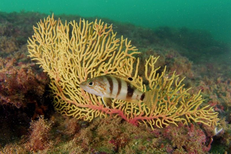 Merillo (Serranus hepatus) y gorgonia sarmiento (Leptogorgia sarmentosa). Chipona, Cádiz, España. Octubre 2009 / Foto: Eduardo Sorensen - Ocena